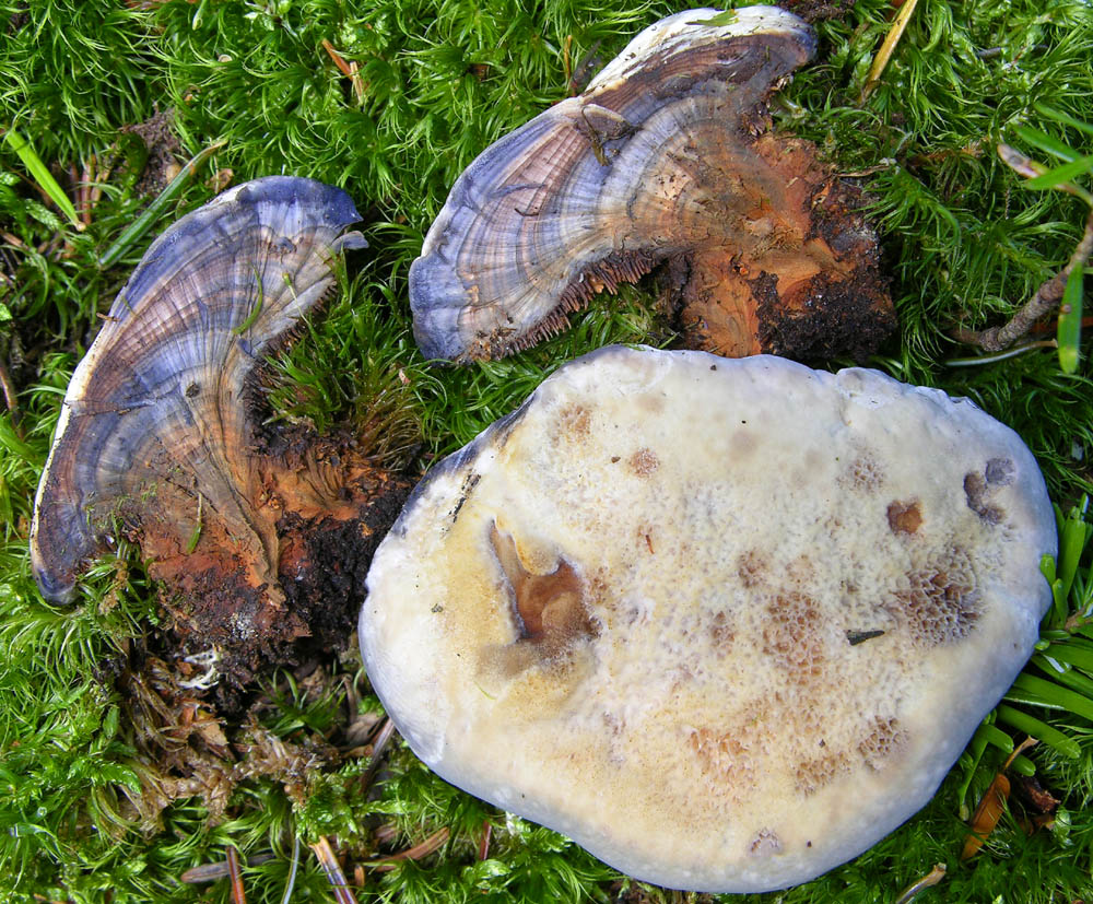 Hydnellum caeruleum (Hornem.) P. Karst.